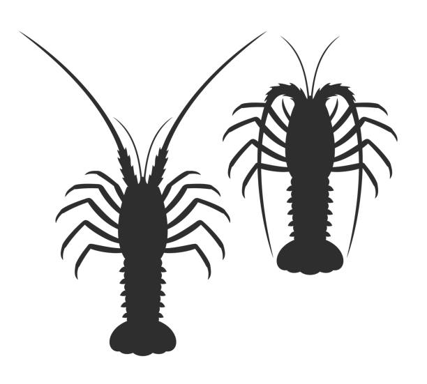 Spiny lobster silhouette. Isolated spiny lobster on white background EPS 10. Vector illustration decapoda stock illustrations
