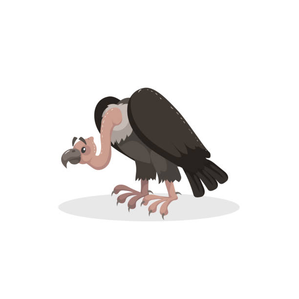 Cartoon trendy design comic vulture. American animal. Wildlife and zoo vector illustration icon. Cartoon trendy design comic vulture. American animal. Wildlife and zoo vector illustration icon. EPS10 + JPEG preview. vulture stock illustrations