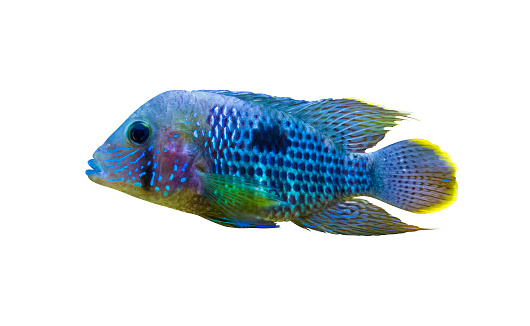 Acara Cichlid Fish. Nannacara Neon Blue