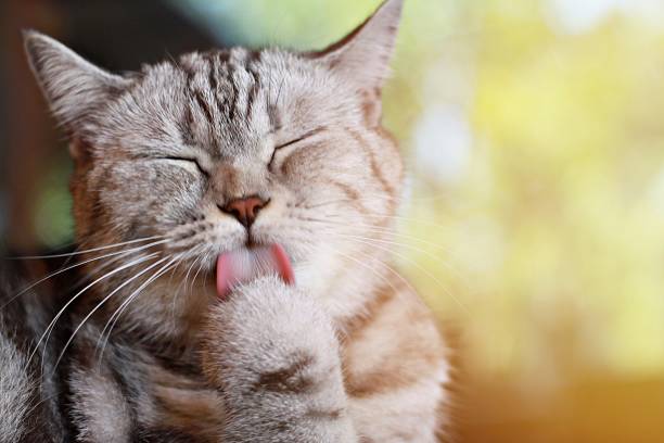 bel gatto che si lecca la zampa per pulirsi i capelli, messa a fuoco morbida - licking foto e immagini stock