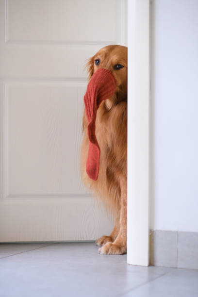 istock Golden Retriever at the door 902424550