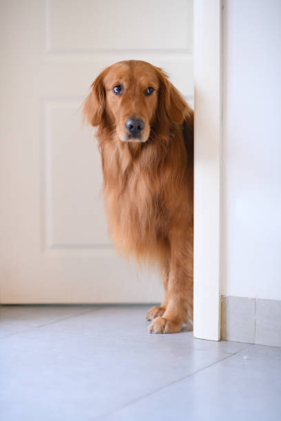 istock Golden Retriever at the door 902424556