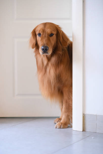 istock Golden Retriever at the door 902424558