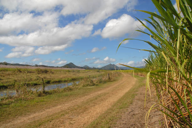 Sugar Cane field in Queensland Sugar cane field near Mackay, Queensland, Australia mackay stock pictures, royalty-free photos & images