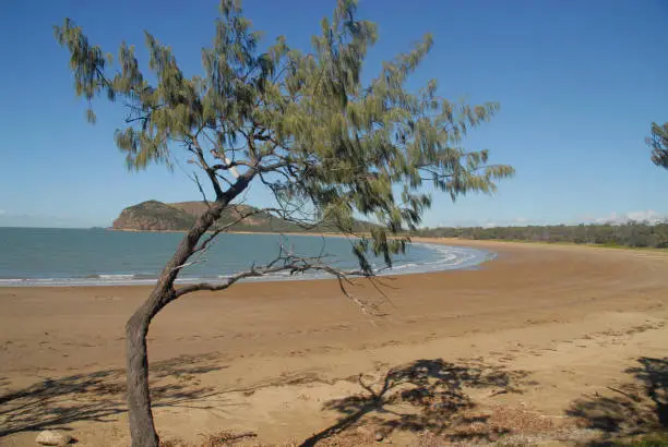 Photo of Tree at Rosslyn Bay
