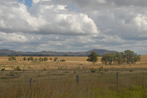 istock Trees on a dry meadow in Queensland 902428802