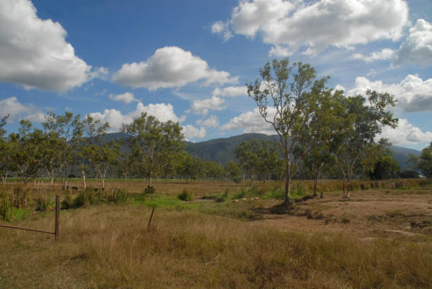 istock Trees on a farm in Queensland 902428820