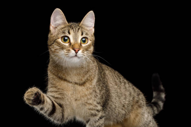 istock Playful Cat on Isolated Black Background 902429398