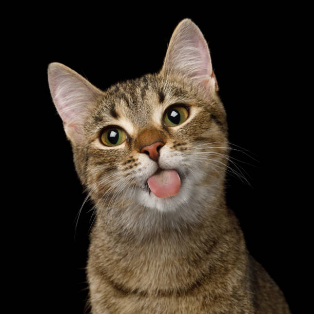 istock Playful Cat on Isolated Black Background 902429476