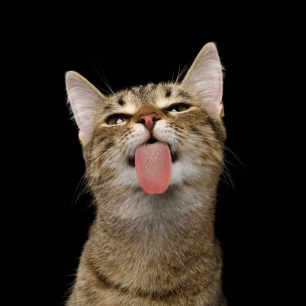 Playful Cat on Isolated Black Background Portrait of Domestic Cat, Licked screen on isolated Black Background, front view licking stock pictures, royalty-free photos & images