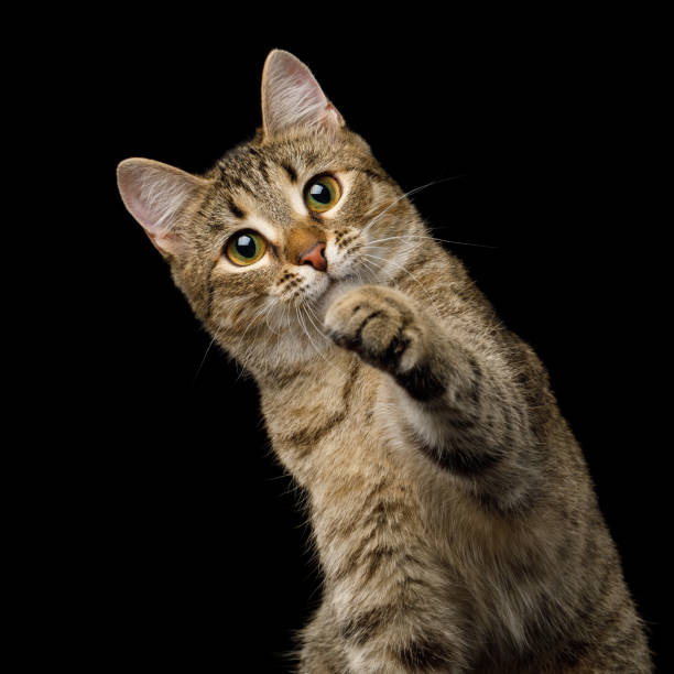 istock Playful Cat on Isolated Black Background 902429730