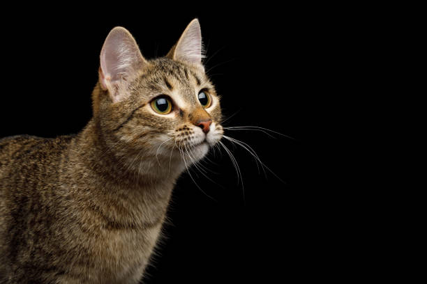 istock Playful Cat on Isolated Black Background 902429890
