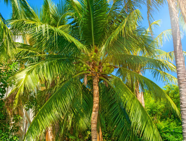 istock high, beautiful palm trees, clear sky, the sand, the warm tropics. 902433822