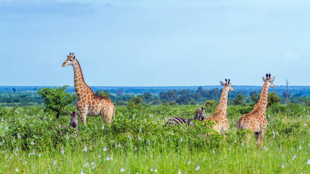 istock Giraffe in Kruger National park, South Africa 902433932