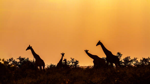 istock Giraffe in Kruger National park, South Africa 902434082