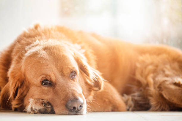 perro golden retriever - sadness depression dog retriever fotografías e imágenes de stock