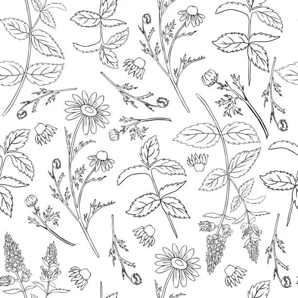Vector illustration of Seamless floral vector pattern, Mint leaves, peppermint buds, Chamomile wild field flower isolated on white background, hand drawn daisy doodle illustration for design package tea, menu, medicine