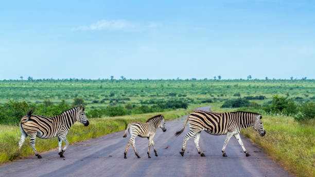 istock Plains zebra in Kruger National park, South Africa 902437264