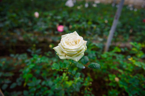 Closeup rose with buds in a romantic flower garden. Rose garden nursery with a plant sample