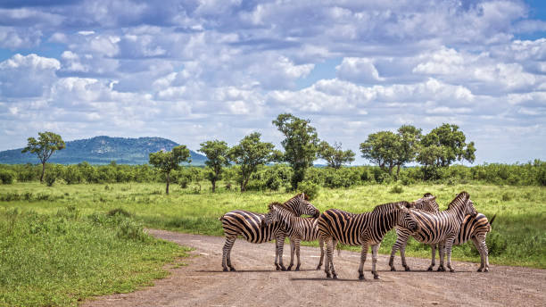 steppezebra in kruger national park, zuid-afrika - zuid afrika stockfoto's en -beelden