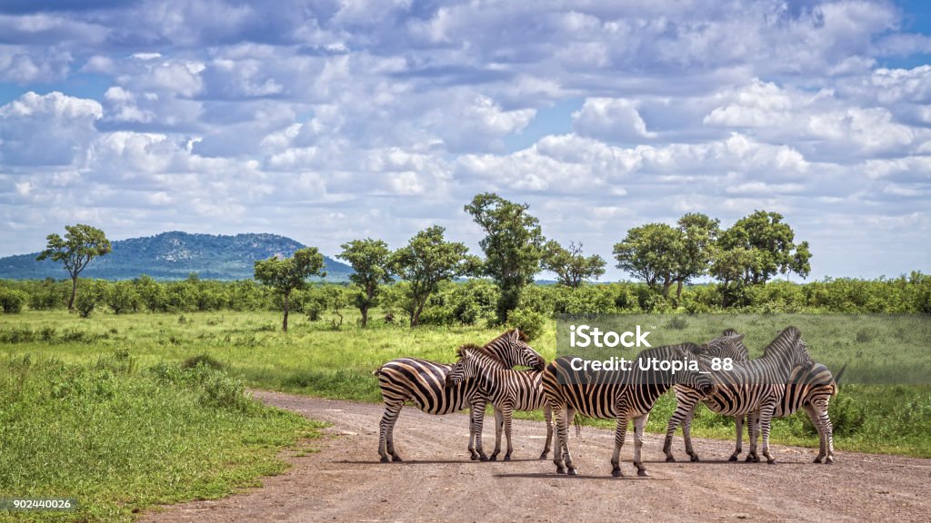 Plains zebra in Kruger National park, South Africa Specie Equus quagga burchellii family of Equidae Kruger National Park Stock Photo