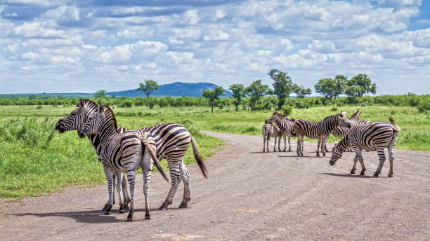 istock Plains zebra in Kruger National park, South Africa 902440312
