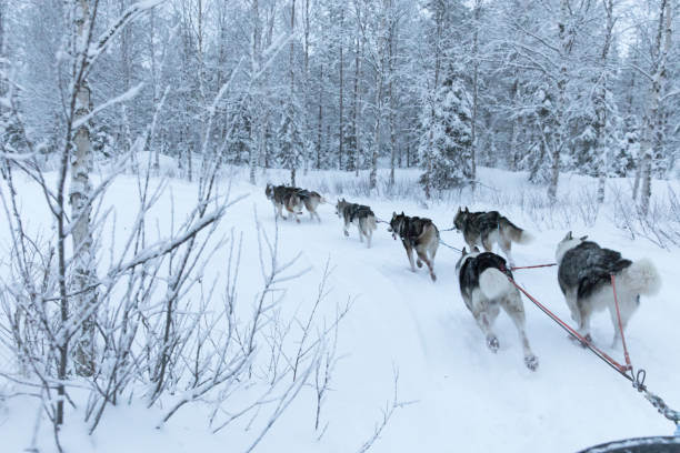 istock Sled dogs running a pulling a sled on a white Arctic winter day. 902440510