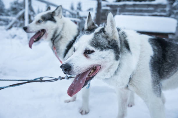 istock Tired sled dogs after pulling a sled for kilometers. 902440514