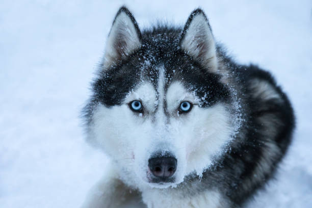 istock Tired sled dogs after pulling a sled for kilometers. 902440542