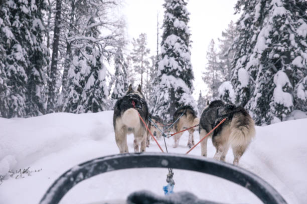 istock Sled dogs running a pulling a sled on a white Arctic winter day. 902440560