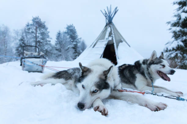 istock Tired sled dogs after pulling a sled for kilometers. 902440562