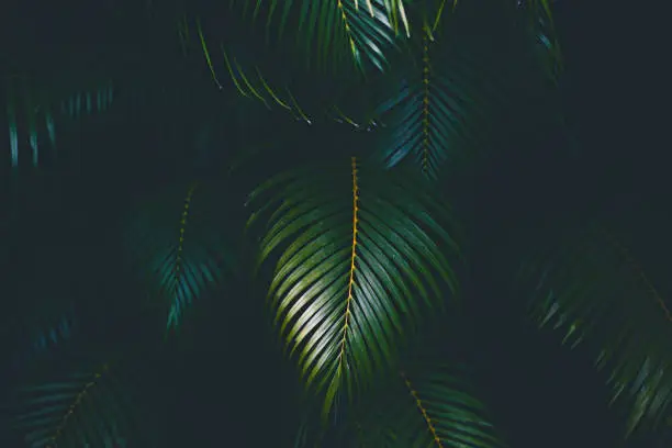 Photo of Palm leaves background