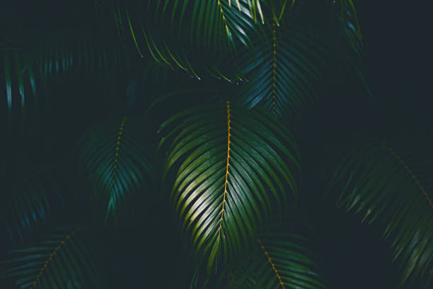 fundo de folhas de palmeira - rainforest palm tree leaf plant - fotografias e filmes do acervo