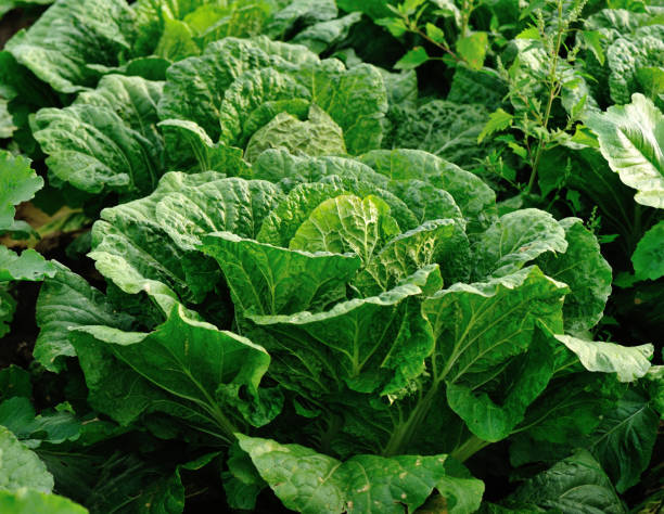 istock chinese cabbage crops in growth at field 902447720