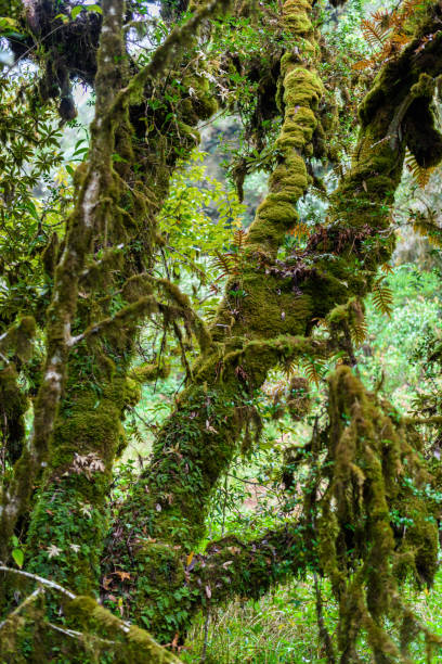 istock Moss on the tree in Ang Ka Luang Nature Trail 902453034