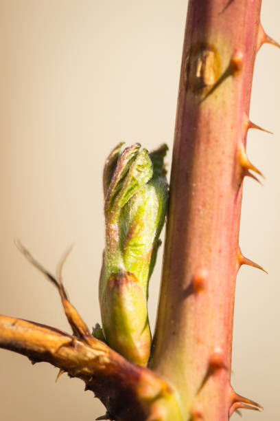 Stem with bud and thorns of a raspberry