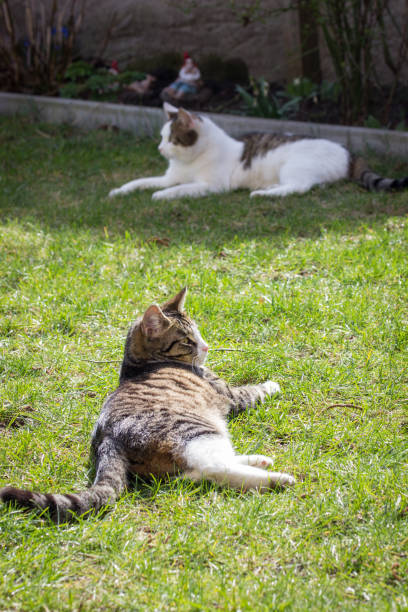 istock Cats lie in the sun in the grass 902454572