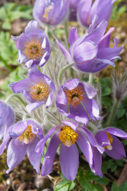 Pulsatilla ludoviciana or anemone patens or pasqueflower purple flower Pulsatilla ludoviciana or anemone patens or pasqueflower purple flower anemone ludoviciana stock pictures, royalty-free photos & images