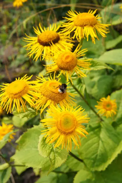 Inula helenium or horse-heal or elfdock many yellow flowers with green