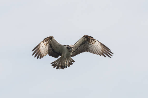 istock Osprey Hunting Pandion haliaetus 902459554