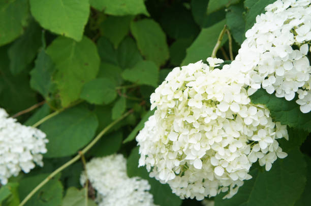 istock Shrub of hydrangea arborescens with white flowers 902459594