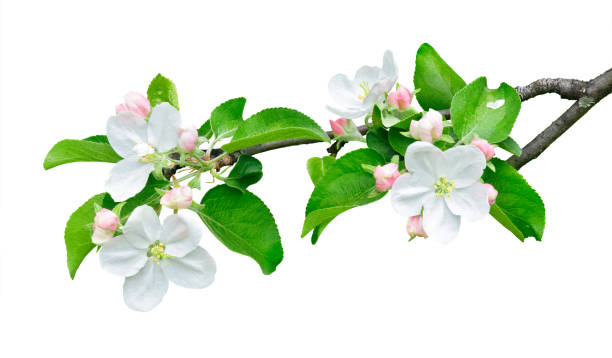 isolierte apfelzweig mit blumen - flower tree spring apple blossom stock-fotos und bilder