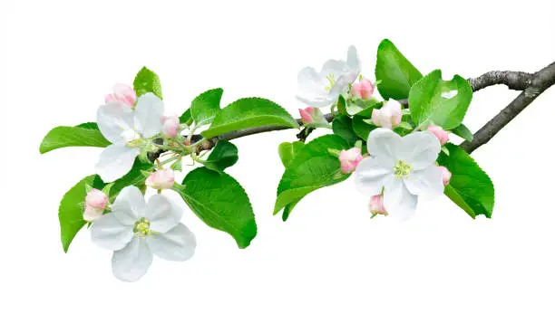 Isolated apple branch. Apple tree branch with leaves and flowers isolated on white background with clipping path