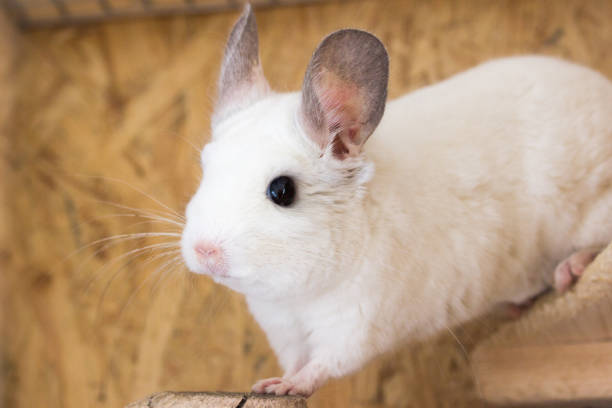 istock white chinchilla with big ears (chinchillidae - white ebony piebald) 902459988