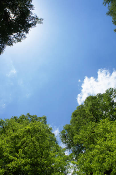 istock Crown of trees and sky with clouds copyspace 902460082