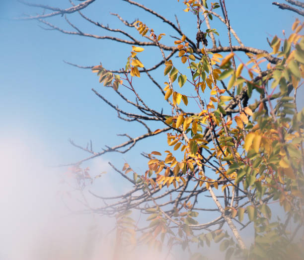 istock abstract and surreal autumnal dreamy image of bare branches at the forest, against sky. 902460716