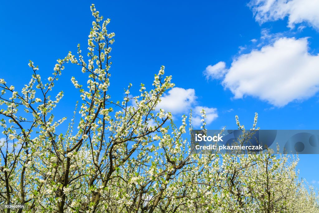 Ciruelos En Flor En El Huerto Cerca De La Aldea De Kotuszow Polonia Foto de stock y más banco de imágenes de Abril - iStock Ciruelos En Flor En El Huerto Cerca De La Aldea De Kotuszow Polonia Foto de stock y más banco de imágenes de Abril - iStock