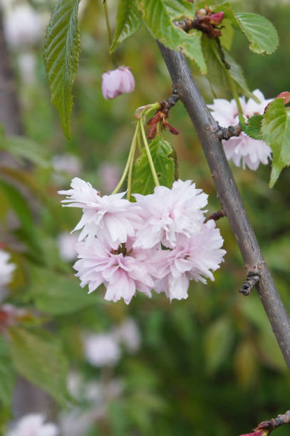 istock Branch of pink cherry sakura flowers vertical 902461110