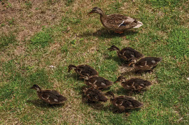 Duck with ducklings on the lawn in front of Gravensteen Castle in Ghent. In addition to intense cultural life, the city is full of Gothic buildings and Flemish style architecture. Northern Belgium.
