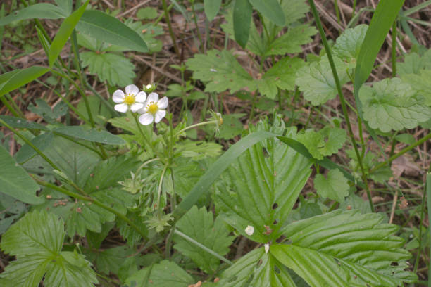 istock wild strawberries white flowers hides in thick grass 902470560
